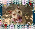 Small #3 American Pit Bull Terrier