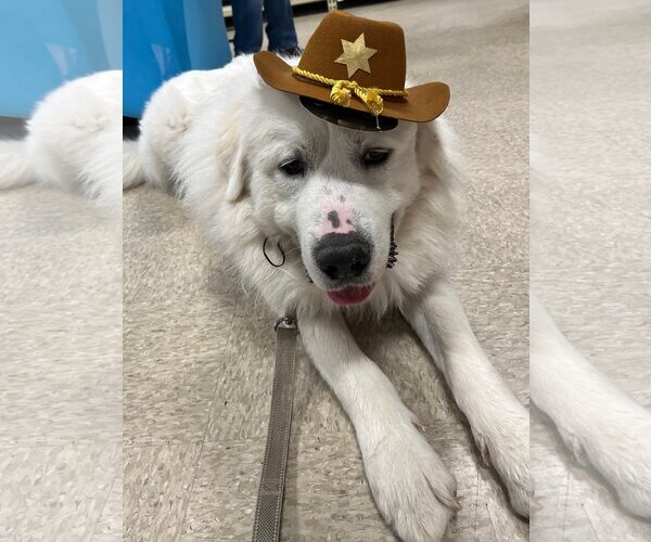 Medium Photo #2 Great Pyrenees Puppy For Sale in Monkton, MD, USA