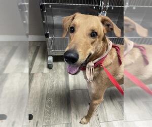 Labrador Retriever Dogs for adoption in Redlands, CA, USA