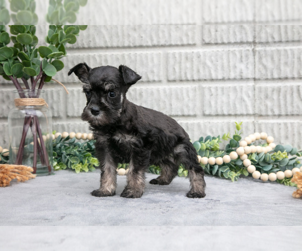Medium Photo #2 Schnauzer (Miniature) Puppy For Sale in BALTIC, OH, USA