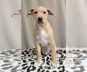 Labrador Retriever-Unknown Mix Dogs for adoption in Wetumpka, AL, USA