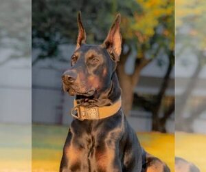 Father of the Doberman Pinscher puppies born on 10/20/2025