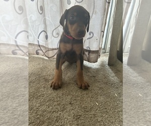Doberman Pinscher Puppy for sale in OAK FOREST, IL, USA