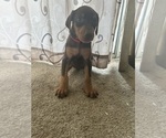 Small Doberman Pinscher