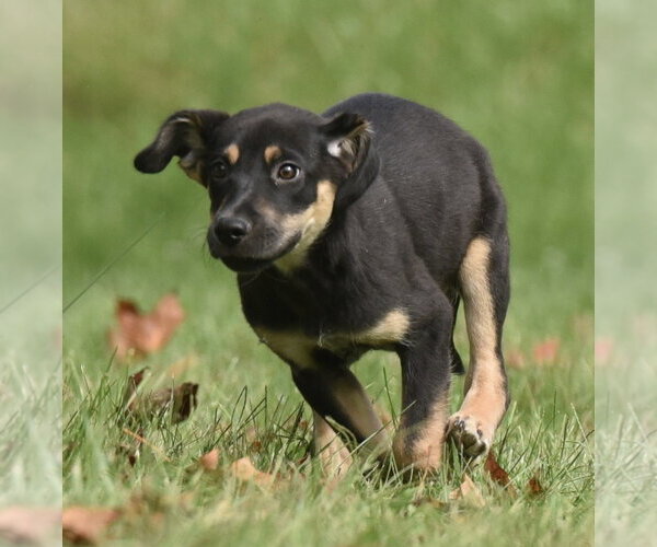Medium Photo #1 Australian Shepherd-Unknown Mix Puppy For Sale in Mechanicsburg, PA, USA