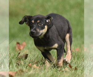 Australian Shepherd-Unknown Mix Dogs for adoption in Mechanicsburg, PA, USA