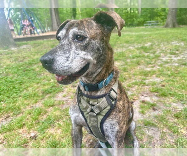 Medium Photo #5 Plott Hound-Unknown Mix Puppy For Sale in Virginia Beach, VA, USA