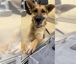 SCAR - Male German Shepherd Dog Dog for Adoption - Small photo