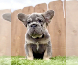 French Bulldog Puppy for Sale in CHICAGO, Illinois USA