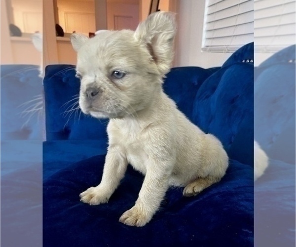 Medium Photo #2 French Bulldog Puppy For Sale in SAN ANTONIO, TX, USA