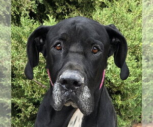 Great Dane Dogs for adoption in Albuquerque, NM, USA