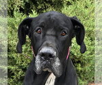Dedicated Dude ~ GREAT Dane ! - Male Great Dane Dog for Adoption - Small photo
