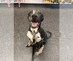 Small #2 American Pit Bull Terrier-Doberman Pinscher Mix