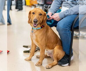 Golden Retriever-Unknown Mix Dogs for adoption in Mundelein, IL, USA