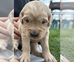 Small #1 Golden Retriever