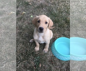 Labrador Retriever Puppy for sale in SACRED HEART, MN, USA