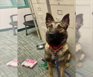 German Shepherd Dog Dogs for adoption in Fremont, CA, USA