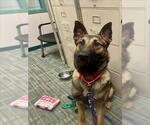 Small German Shepherd Dog