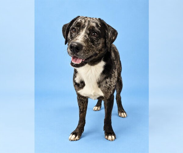 Medium Photo #1 Catahoula Leopard Dog-Labrador Retriever Mix Puppy For Sale in Westminster, MD, USA