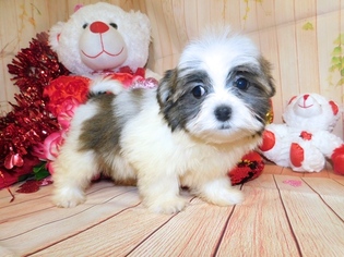 Mal-Shi Puppy for sale in HAMMOND, IN, USA