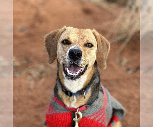 Medium Photo #152 Beagle-Unknown Mix Puppy For Sale in Kanab, UT, USA