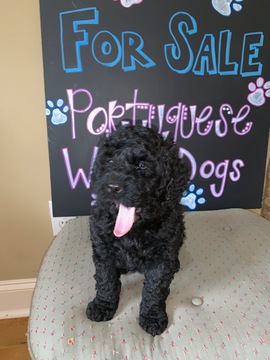 Medium Photo #2 Portuguese Water Dog Puppy For Sale in CALHOUN, GA, USA