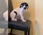 Small Photo #4 Great Dane Puppy For Sale in CLEVELAND, NC, USA