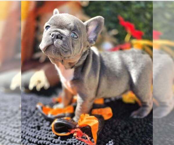 Medium Photo #5 French Bulldog Puppy For Sale in BOSTON, KY, USA