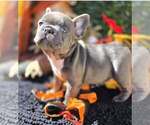 Tuck - Male French Bulldog Puppy for Sale - Photo #5