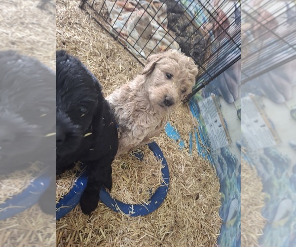 Medium Photo #6 Labradoodle Puppy For Sale in SNOW CAMP, NC, USA