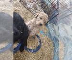 Small Photo #6 Labradoodle Puppy For Sale in SNOW CAMP, NC, USA