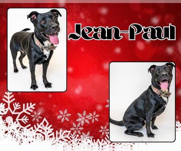 Medium Photo #2 Labrador Retriever-Unknown Mix Puppy For Sale in Pearland, TX, USA