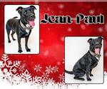 Small #1 Labrador Retriever Mix