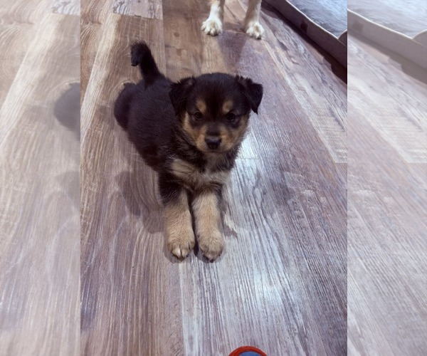 Medium Photo #1 Mutt Puppy For Sale in Plainfield, IL, USA