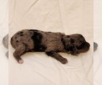 Small #6 Aussiedoodle Miniature 