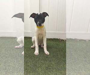 Capucine Pup - Lombardi - Male Boxer-Unknown Mix Dog for Adoption - Photo #8