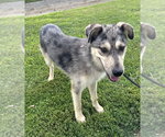 Small #2 Siberian Husky Mix