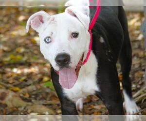 American Staffordshire Terrier-Unknown Mix Dogs for adoption in Tallahassee, FL, USA