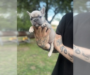 Medium French Bulldog