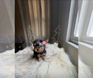 Yorkshire Terrier Puppy for sale in MURRIETA, CA, USA