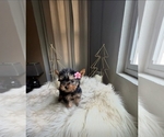 Small Yorkshire Terrier