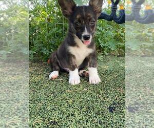 Aussie-Corgi Puppy for sale in BRIGGSDALE, CO, USA