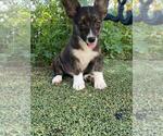 Image preview for Ad Listing. Nickname: SC Grey Boy
