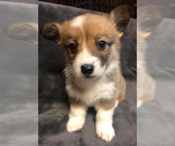 Medium Photo #1 Pembroke Welsh Corgi Puppy For Sale in ACTON, CA, USA