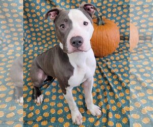 American Pit Bull Terrier Dogs for adoption in Gates Mills, OH, USA
