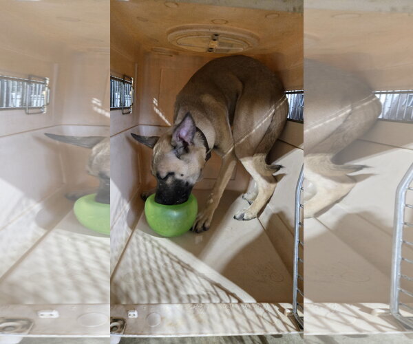 Medium Photo #2 German Shepherd Dog-Unknown Mix Puppy For Sale in Centreville, VA, USA