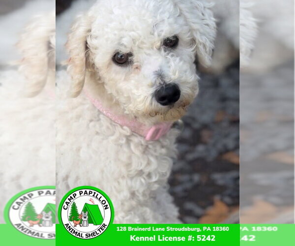 Medium Photo #3 Bichon Frise Puppy For Sale in Stroudsburg, PA, USA