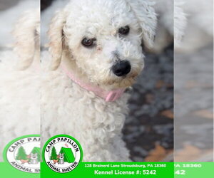 Florence - Female Bichon Frise Dog for Adoption - Photo #3