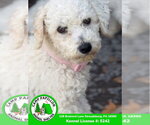 Small #2 Bichon Frise