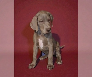 Great Dane Puppy for sale in DENHAM SPRINGS, LA, USA